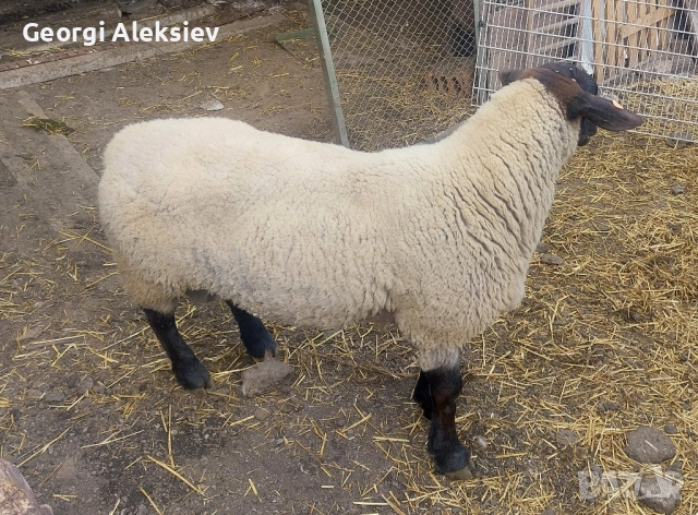 Чистокръвен коч, Съфолк., снимка 2 - Овце - 51788000