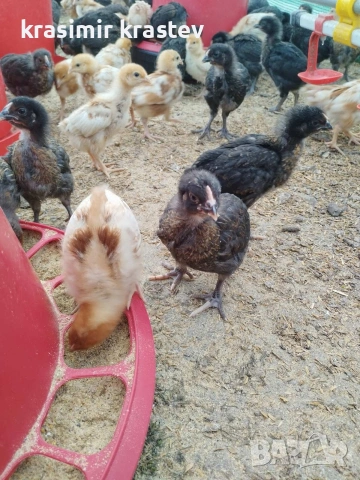 пиленца, пилета, носачки, снимка 4 - Кокошки и пуйки - 53749894