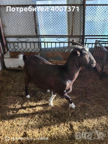 Англонубийски кози и пръч, снимка 6 - Кози - 52928138