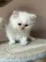 Персийско коте. , снимка 3