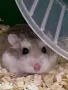 Клетка за хамстери + подарък хамстерче, снимка 2