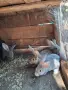 Зайци Великан и Чинчила, снимка 9