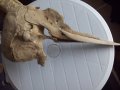 Антика,вкаменелост от тиранозавър , снимка 4