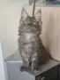 котенца Мейн Куун, снимка 10