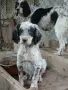 Английски сетер, снимка 3