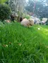 Малтипу Малтипу момиче, снимка 6