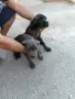 Свободни кучета, снимка 2