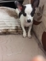 Продавам куче, снимка 2