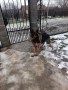 Продавам немска овчарка , снимка 4