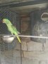 Различни видове папагали, Ферма " Meshi i Sie" , снимка 15
