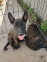 белгийска овчарка малиноа , снимка 4
