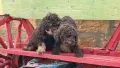 Лагото  женски чистокръвни, снимка 4