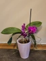 Орхидея фаленопсис мултифлора , снимка 1