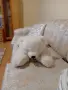 ПЛЮШЕНА ИГРАЧКА ГОЛЯМА МЕЧКА, снимка 12