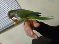 ръчно хранен папагал монах , снимка 2