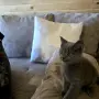 Шотландска клепоуха , снимка 2