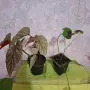 Комплекти Цветя, снимка 3