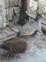 Продавам Бронзовокрили гълъби, снимка 1