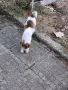 Кучета джак ръсел, снимка 3