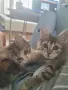 ПОДАРЯВАМ 2 КОТЕТА на 3месеца, снимка 10