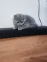 Прекрасни Шотландски Клепоухи котенца (Scottish Fold), снимка 15