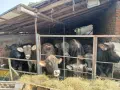 Продавам телета., снимка 1