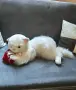 Огромно плюшено коте, снимка 7