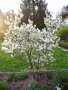 Амеланхиер -Amelanchier, снимка 2