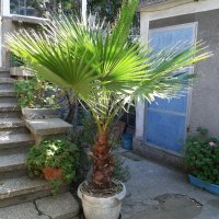 Продавам палма "Вашингтония", "Вашингтон", снимка 2 - Стайни растения - 38726415