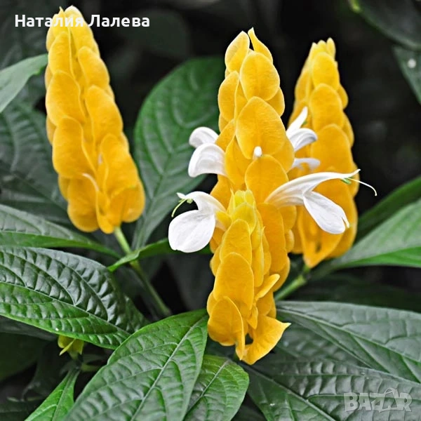 Пахистахис, Pahistahis lutea, снимка 1