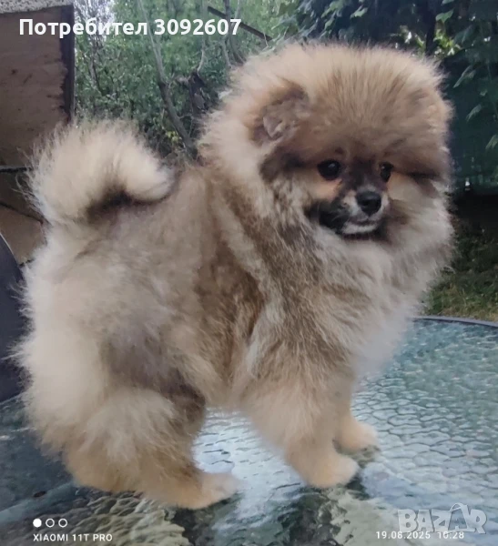 Померан момче , снимка 1