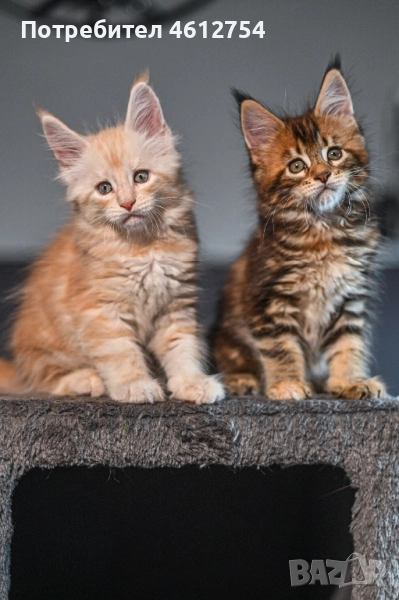 Кралски котета Мейнкун, снимка 1