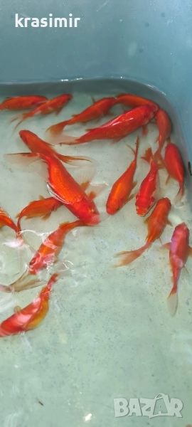 Езерни рибки комети, снимка 1