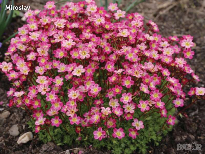 Саксифрага , Каменоломка (Saxifraga), снимка 1