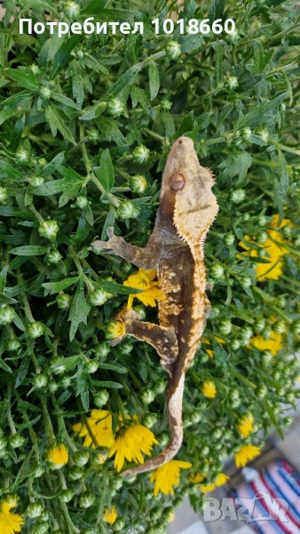 Ресничести гекони / crested gecko / correlophus ciliatus, снимка 1