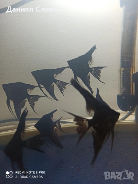 Черни воални скаларии , снимка 1