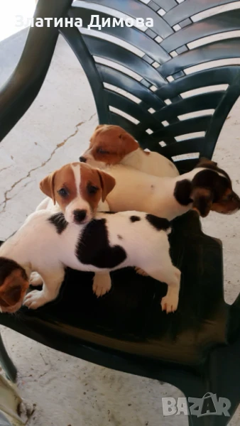 Продавам Джак ръсел териер, снимка 1