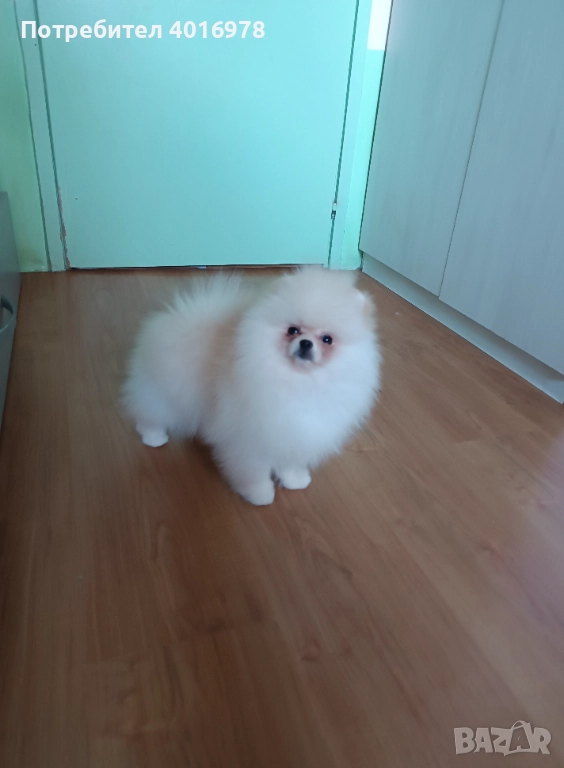 Померани Момчета с Родословие , снимка 1