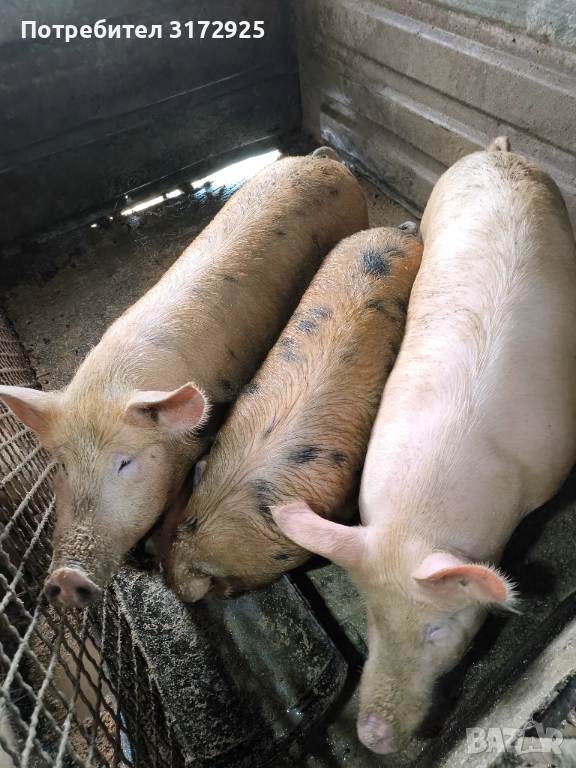 Продавам прасета , снимка 1