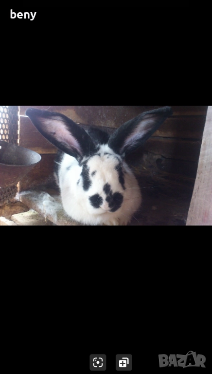 Продавам зайци за разплод и за клане, снимка 1