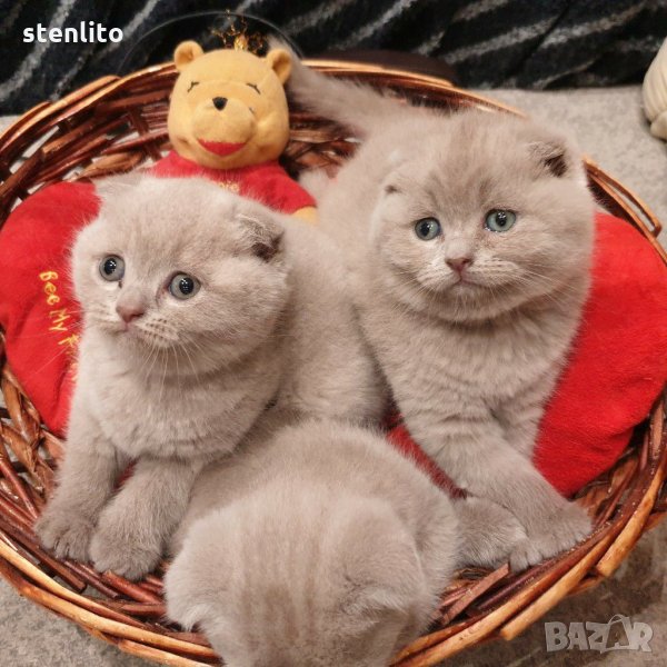 Шотландски клепоухи бебета , снимка 1