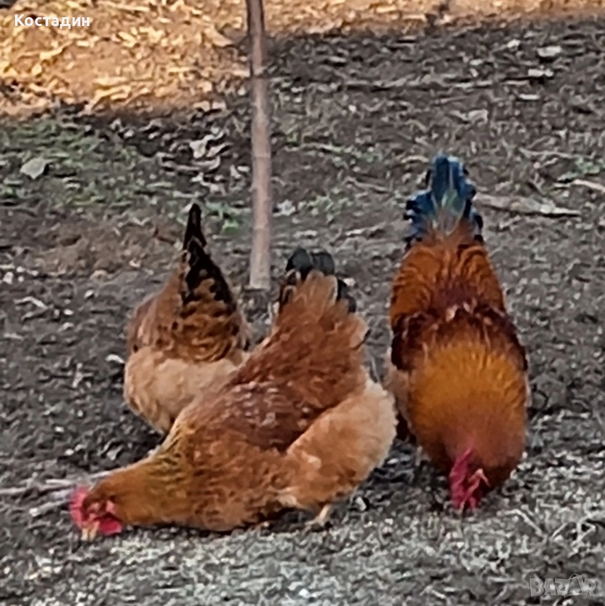 Разплодни яйца , снимка 1