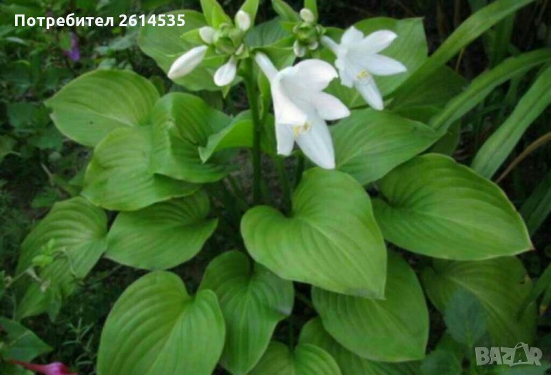 ХОСТА, снимка 1