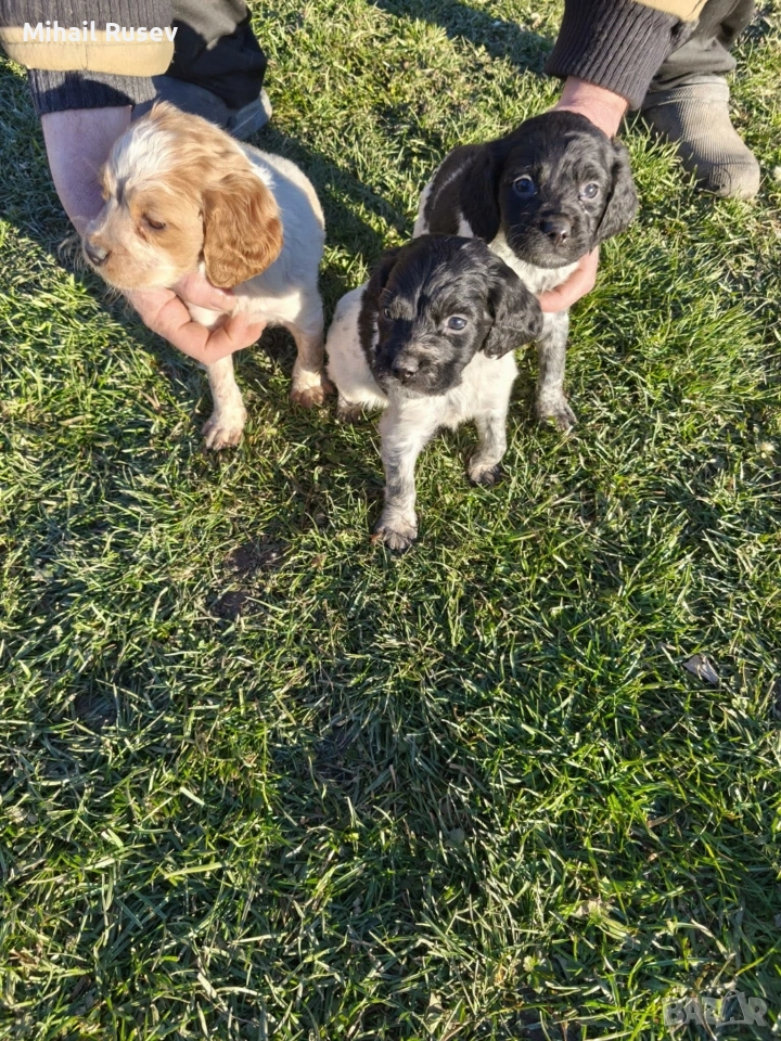 Епаньол бретон, снимка 1