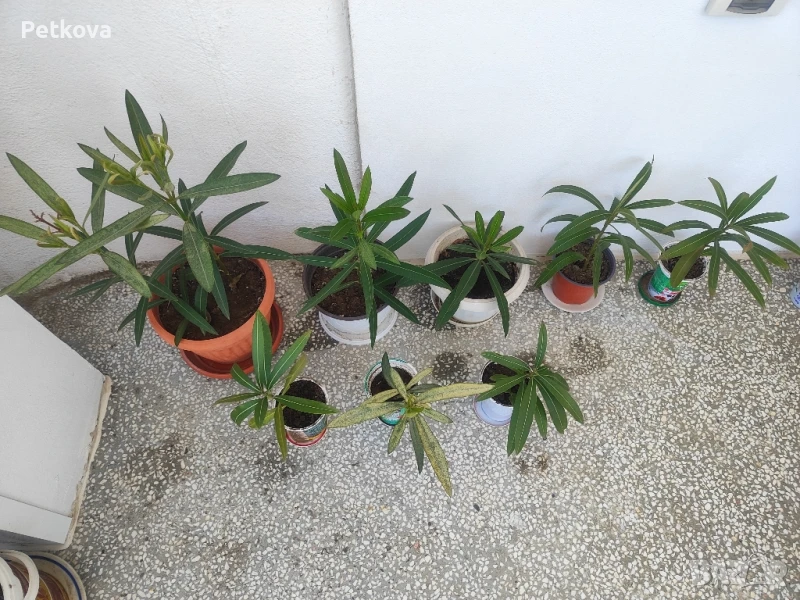 Зокуми и бенджамин, снимка 1