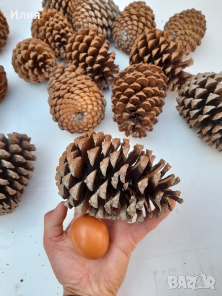 Големи шишарки (от 10 до 17 см) , снимка 1