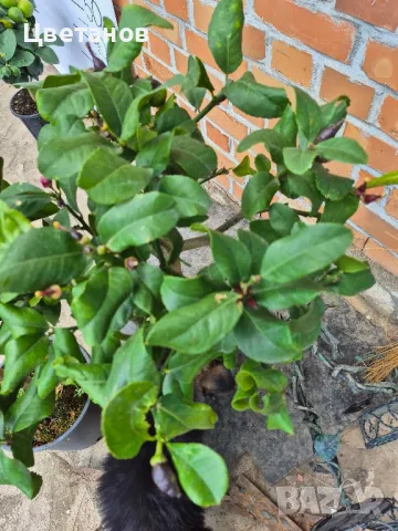 ЛИМОН ЛУНАРИО - 4 сезона, снимка 3 - Стайни растения - 50250754