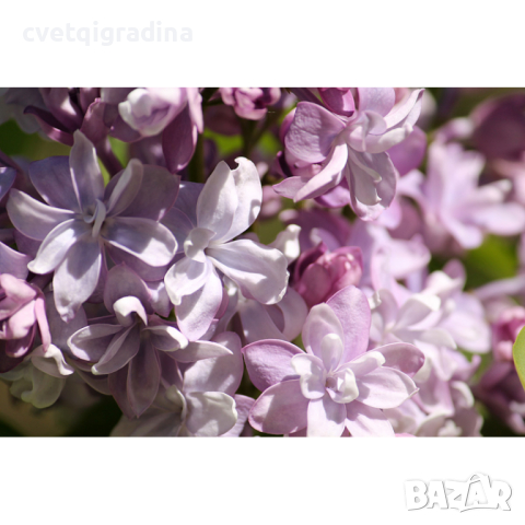 Люляк Syringa Nadezhda, снимка 2 - Градински цветя и растения - 44526645