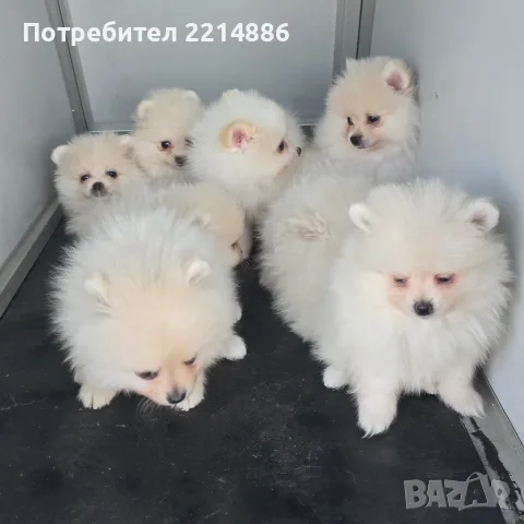 Померани    бели, снимка 6 - Померан - 55774367