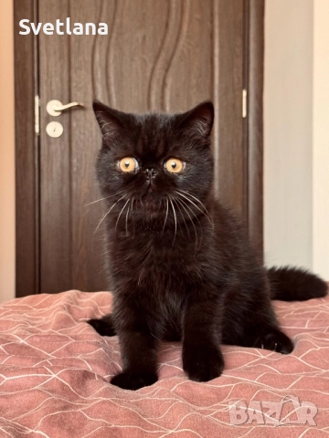 Персийски котенца, снимка 3 - Персийска - 51707567